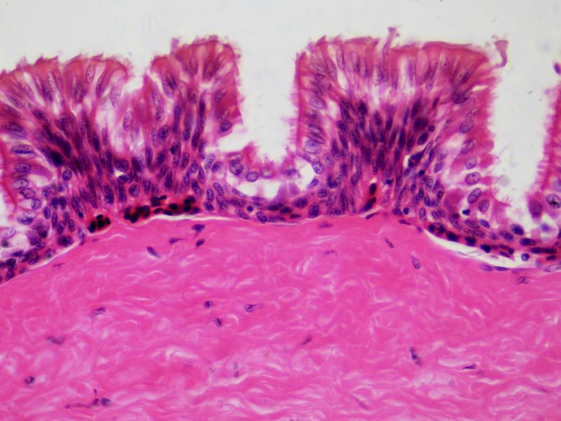 Набір препаратів Bresser 30 шт Histology (Людина) 5985000 фото